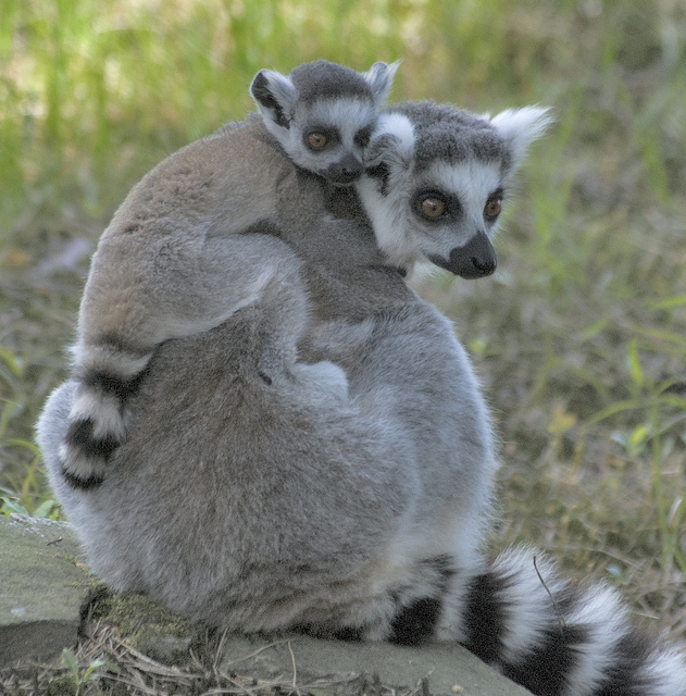 Lemurs hugging